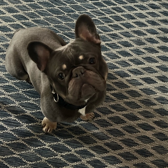 Meet your Posher, Jakia - Picture 4 of 9